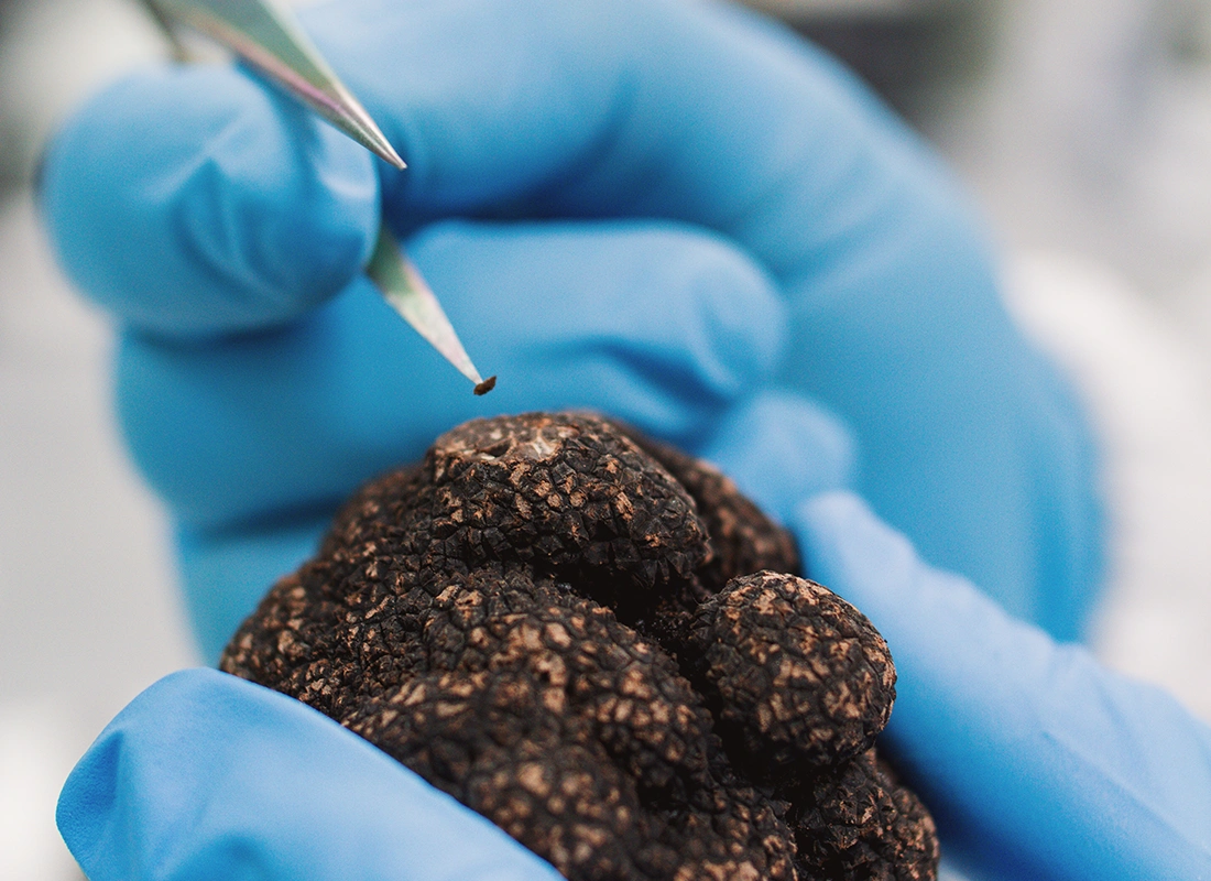 IDForest cultivo de trufas